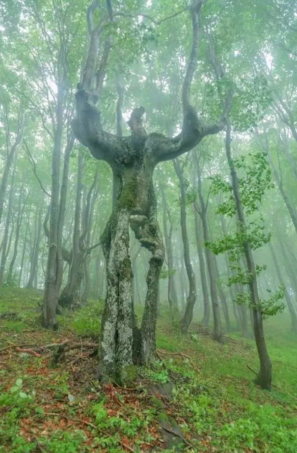 Natural tree beautifully formed like human