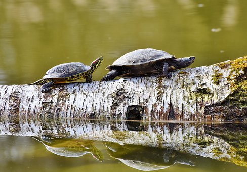 The best of life inspiration from the tortoise