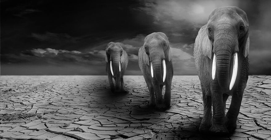 3 elephants walking on a dried land looking for water