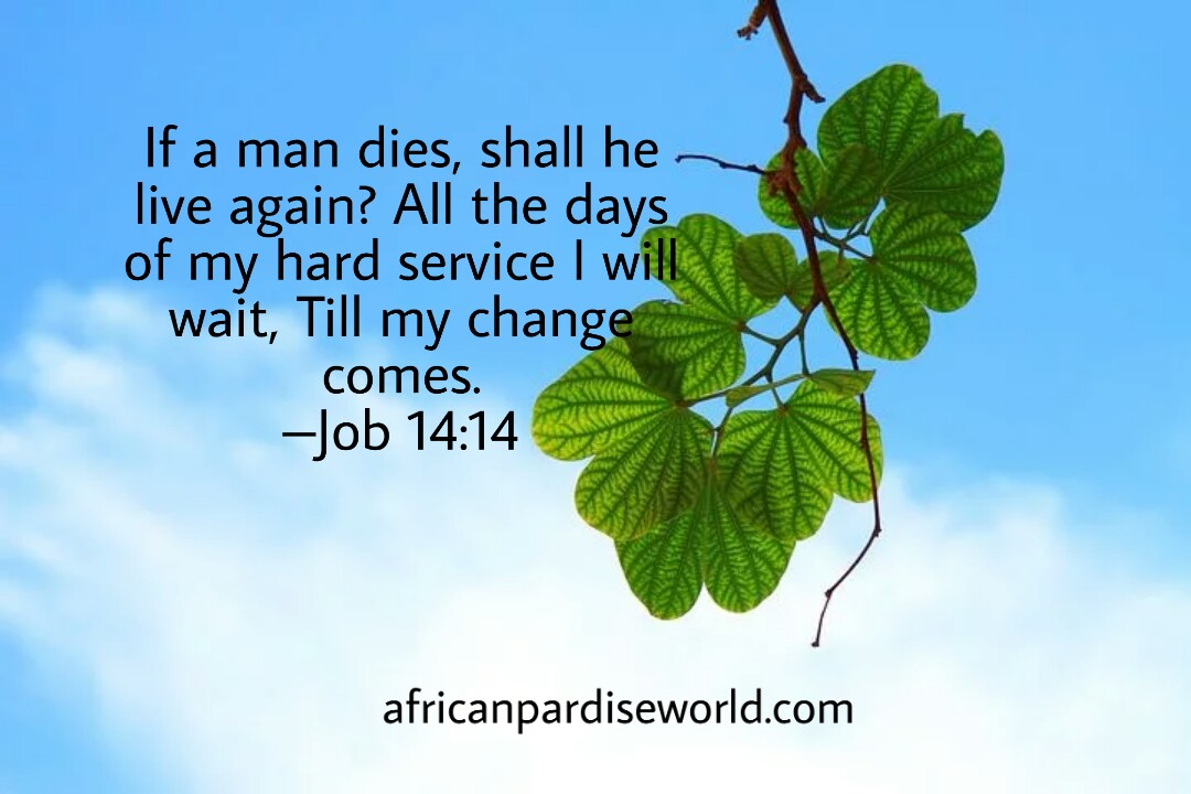 Job 14:14