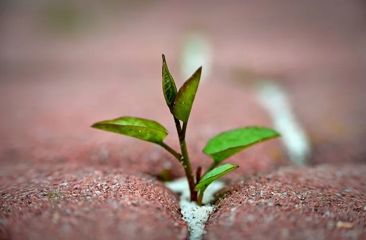 Overcoming adversity quotes represented by a sprouting plant