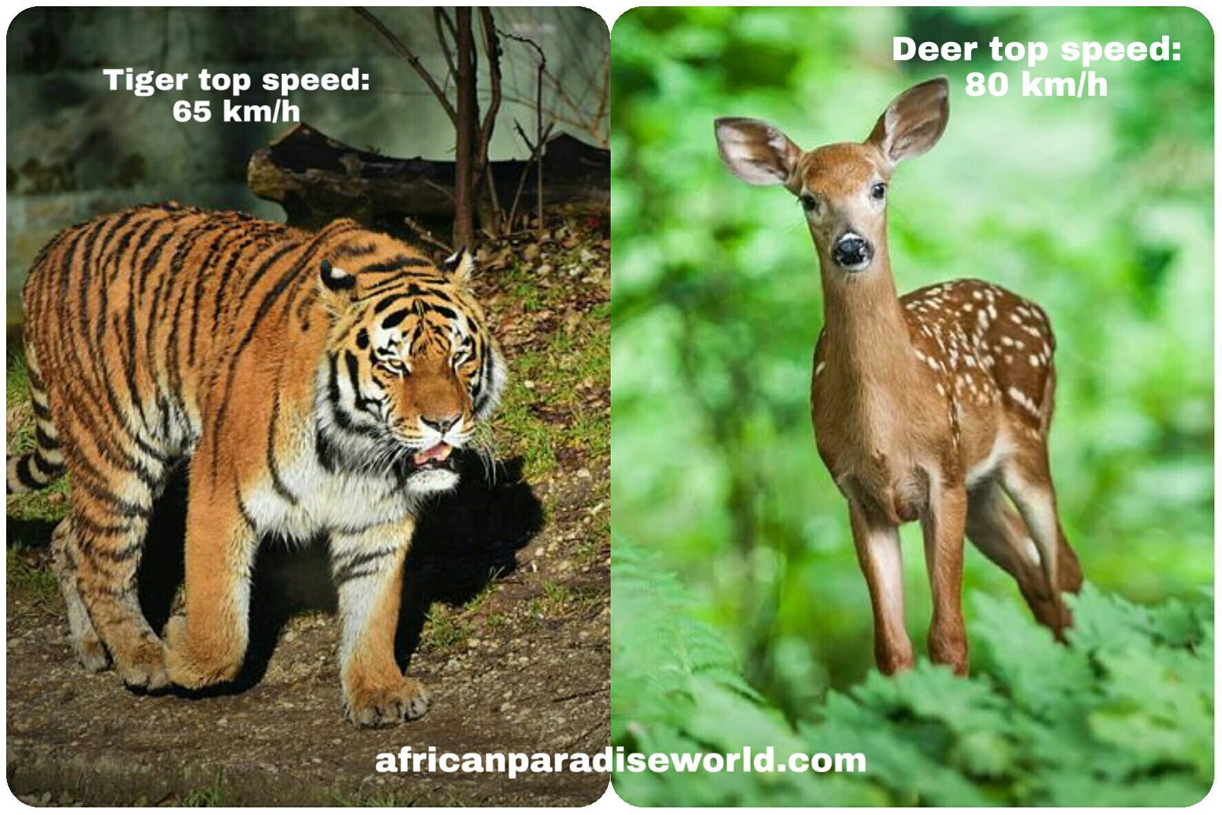 Speed of tiger vs speed of deer