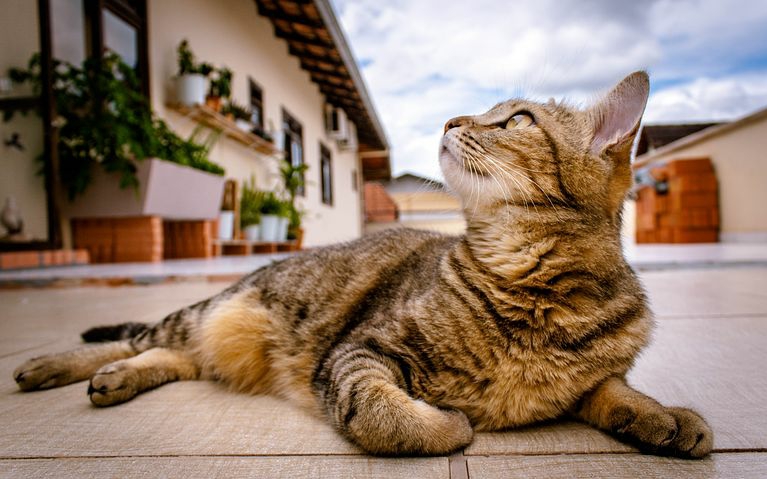 A cat on the food looking up