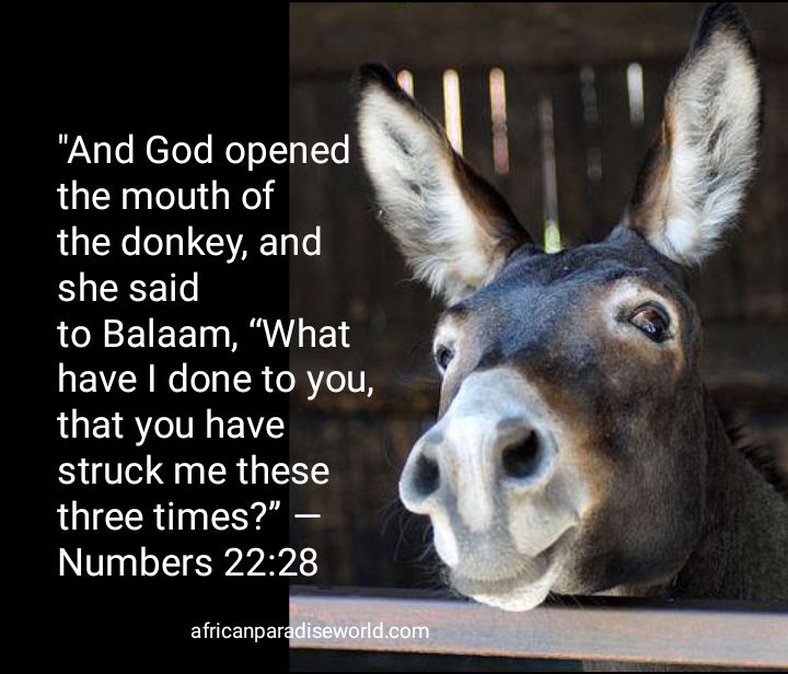 A Donkey spoke to Balaam miracle — Numbers 22:28